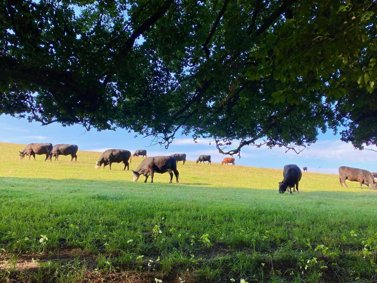 Haus Maria Isenburg - Naturpark Rhein-Westerwald 外观 照片